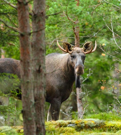 watogla camp finlande